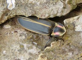 IMG_6946 Firefly, Brazos Bend State Park