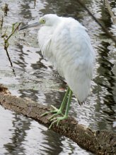 IMG_6957 Juvenille Little Blue Heron, Brazos Bend State Park