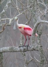 IMG_6973 Roseate Spoonbill, Brazos Bend State Park
