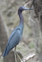 IMG_6985 Little Blue Heron, Brazos Bend State Park