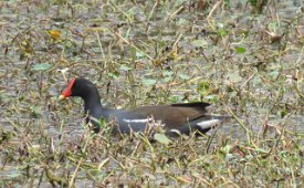 IMG_6997 Common Gallinule, Brazos Bend State Park