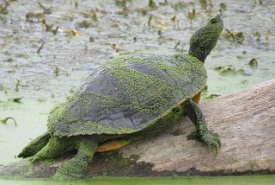 IMG_6998 Red Eared Slider, Brazos Bend State Park