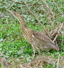 IMG_7002 Bittern, Brazos Bend State Park