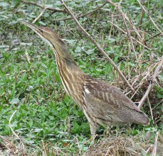 IMG_7007 Bittern, Brazos Bend State Park