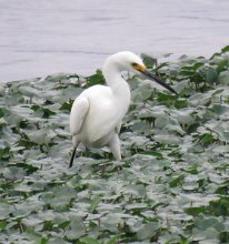 IMG_7019 Snowy Egret, Brazos Bend State Park