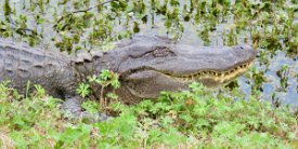 IMG_7022 Brazos Bend State Park