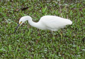 IMG_7032 Snowy Egret, Brazos Bend State Park