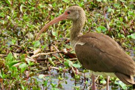 IMG_7059 White Ibis Juvenile, Brazos Bend State Park