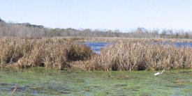 40AcreLake1 Panoramic View of 40 acre Lake, Brazos Bend State Park