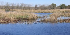 40AcreLakeBoatDock Black Bellied Whistling Ducks
