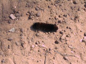 IMG_3245 Wooly Caterpillar