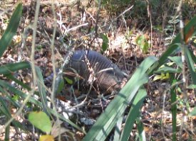 IMG_3334 Armadillo