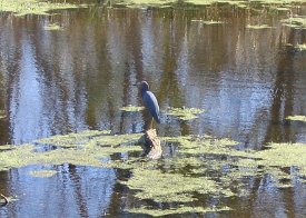 IMG_3347 Little Blue Heron