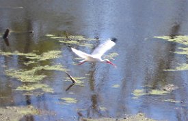 IMG_3348 White Ibis(es)