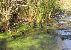 IMG_3352 Moorhens