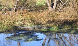 IMG_3353 Alligator