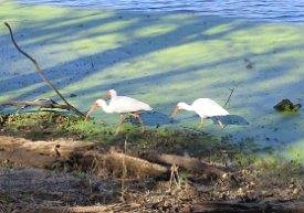 IMG_3361 White Ibis(es)