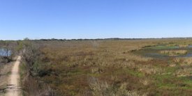 ObservationTower1 Panoramic view from the Observation Tower, Brazos Bend State Park
