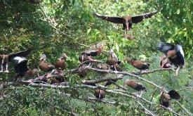 IMG_6272 Black bellied whistling ducks, Brazos Bend State Park, TX