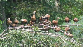 IMG_6277 Black bellied whistling ducks, Brazos Bend State Park, TX