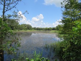 IMG_6279 Creekfield Lake, Brazos Bend State Park, TX