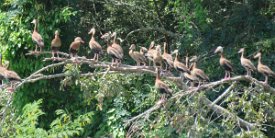 IMG_6285 Black bellied whistling ducks, Brazos Bend State Park, TX
