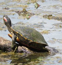 IMG_6294 Red Eared Sliders, Brazos Bend State Park, TX