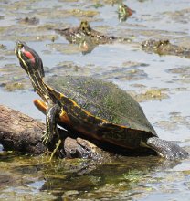 IMG_6295 Red Eared Sliders, Brazos Bend State Park, TX