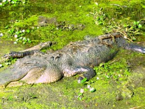 November 21, 2005 Our First Trip to Brazos Bend State Park