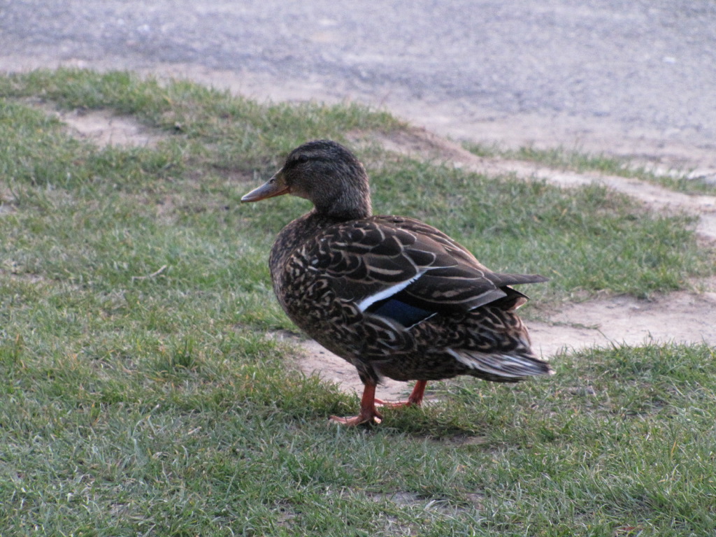 IMG_2225.JPG