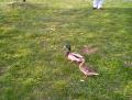 04ducks