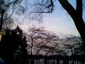 09cherrytreesilouette