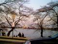 10cherryblossoms
