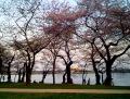 11cherryblossoms