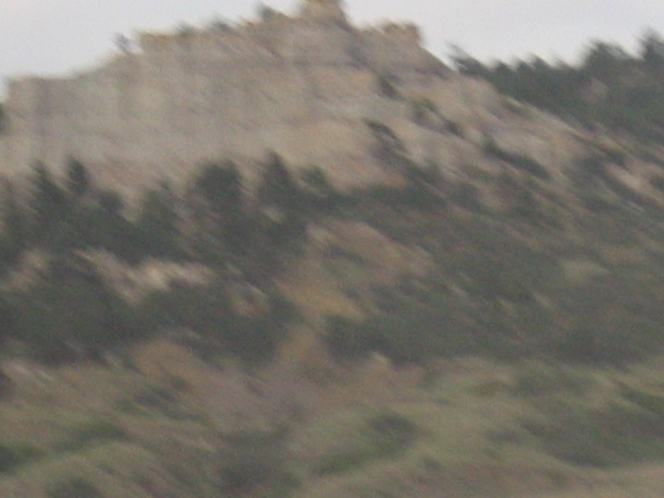 IMG_0595.JPG