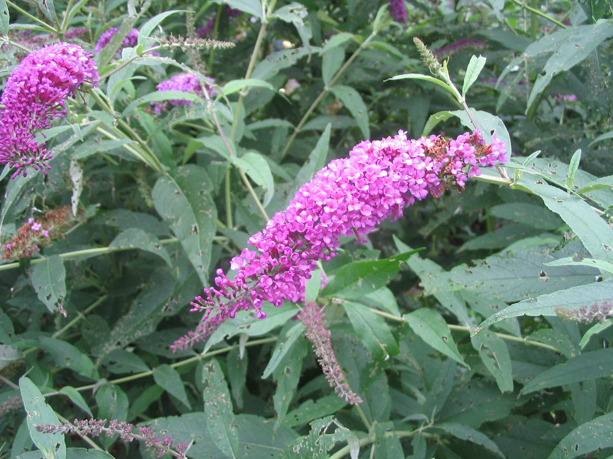 IMG_0340.JPG