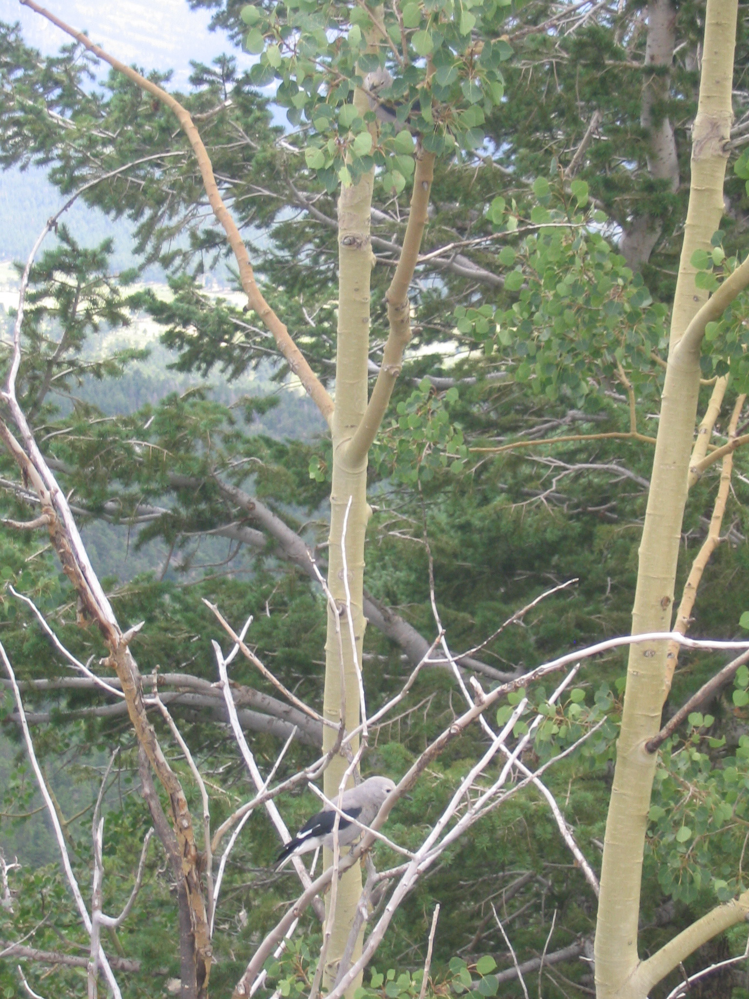 IMG_0740.JPG