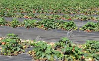 IMG 7069  Rows of Strawberries, Froberg's Farm, Alvin, TX