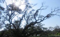 IMG_5894 The Big Tree, Goat Island State Park