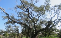 IMG_5896 The Big Tree, Goat Island State Park