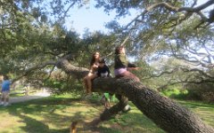 IMG_5900 Climbing on a a Live Oak, Goat Island State Park