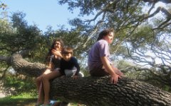 IMG_5901 Climbing on a a Live Oak, Goat Island State Park