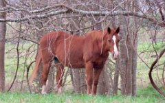 IMG_5927 Horse, Matagorda County Birding Center, Bay City, Tx