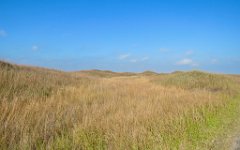 IMG_5788 Grassland Prarie, Grassland Nature Trail, Padre Island National Seashore