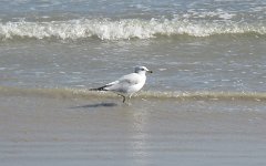 IMG_5828 Ring Billed Gull, Padre Island National Seashore