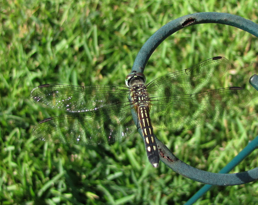IMG_5328.JPG