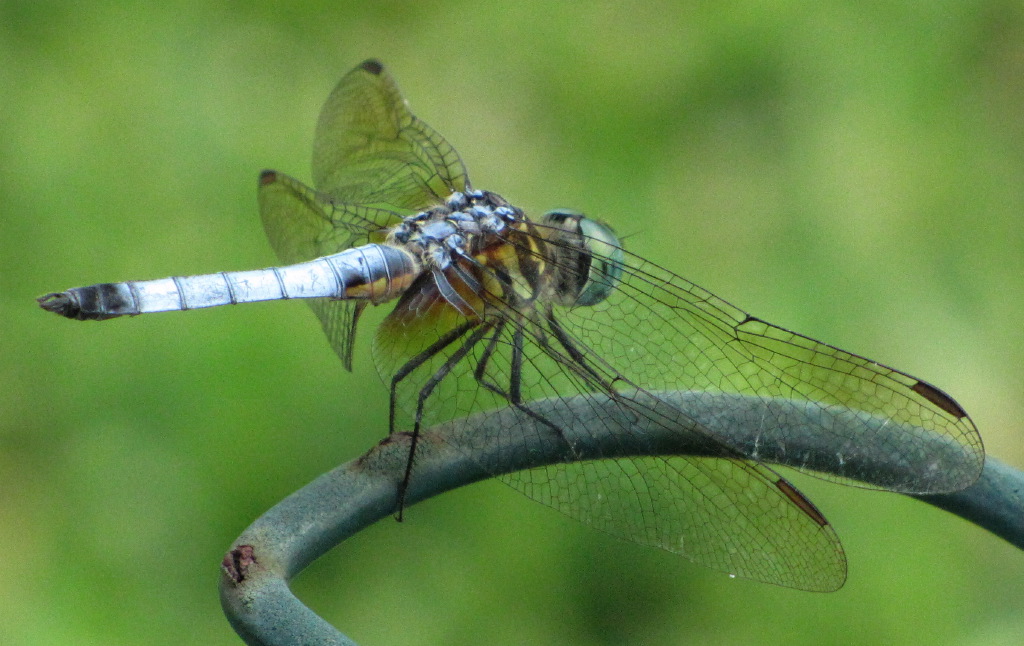 IMG_5376.JPG
