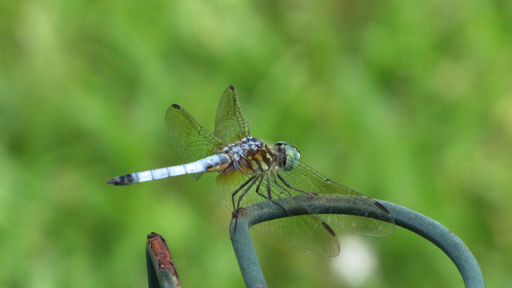 IMG_5378.JPG