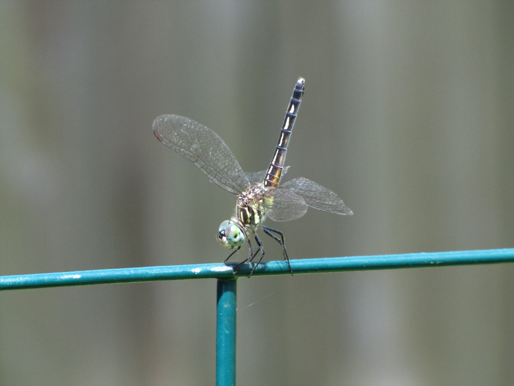 IMG_5864.JPG