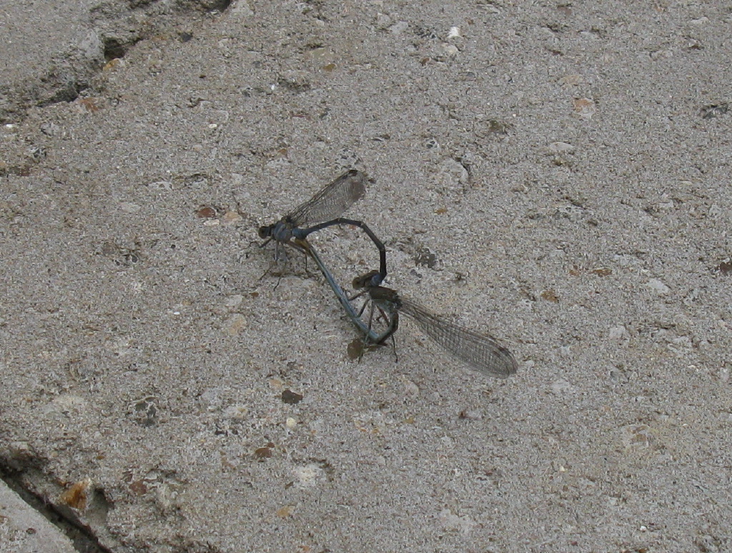 IMG_7430.jpg